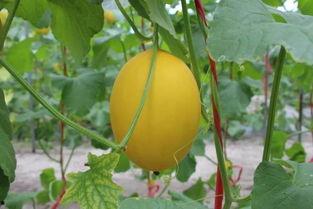 蜜瓜热门话题,探寻夏日消暑美食的甜蜜奥秘