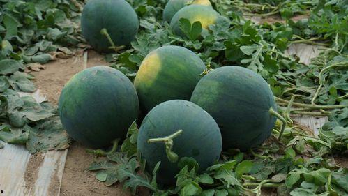 黑瓜怎么吃才能好,解锁健康美味新体验