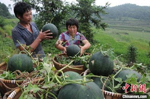 绍兴热门大瓜,揭秘热门大瓜背后的真相与影响