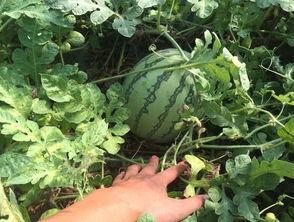 绍兴热门大瓜,揭秘热门大瓜背后的真相与影响