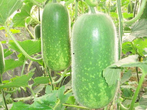 今日吃瓜52cg热门大瓜下载,52cg平台吃瓜52cg，揭秘娱乐圈最新动态