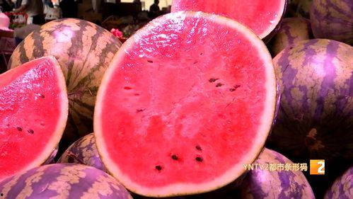 云南麒麟瓜产地今日行情,丰收季里的价格波动与市场前景”