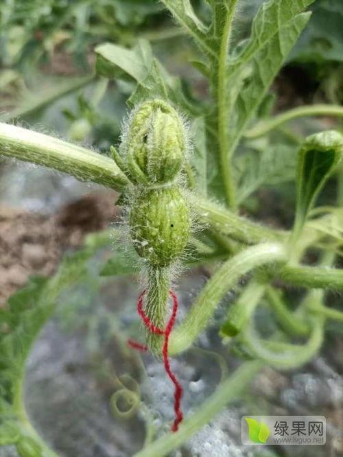 云南麒麟瓜产地今日行情,丰收季里的价格波动与市场前景”