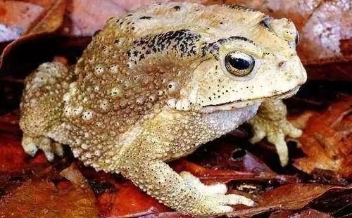 蟾蜍吃瓜黑蝽,黑蝽共生之谜的揭示