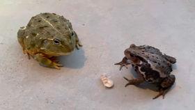 蟾蜍吃瓜黑蝽,黑蝽共生之谜的揭示