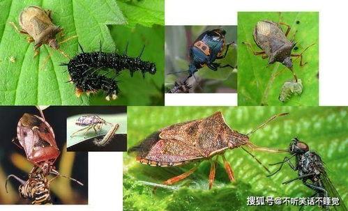 蟾蜍吃瓜黑蝽,黑蝽共生之谜的揭示