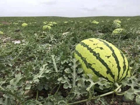 各种热门瓜,盘点近期热门瓜料，揭秘明星幕后故事