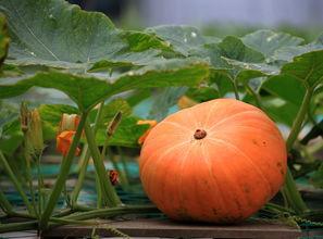 全球热门瓜,揭秘年度十大热门瓜，带你领略年度热点风云