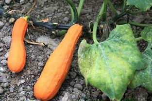 全球热门瓜,揭秘年度十大热门瓜，带你领略年度热点风云