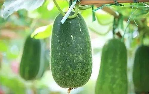 吃瓜黑料免费吃瓜,免费吃瓜黑料，带你领略幕后真相