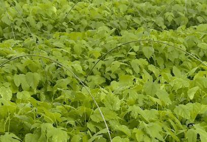 黑毛猪吃瓜,一场与瓜果的欢乐邂逅