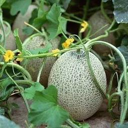 2023哈密瓜今日行情,今日价格波动与趋势分析