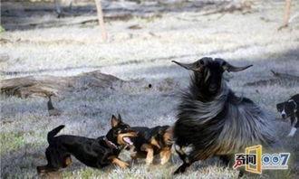 黑守瓜能给牲畜吃吗,牲畜可食用的天然美食探索