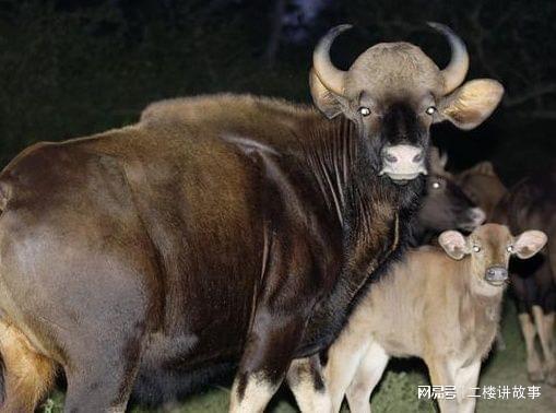 黑守瓜能给牲畜吃吗,牲畜可食用的天然美食探索