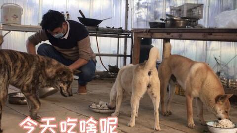 黑守瓜能给牲畜吃吗,牲畜可食用的天然美食探索