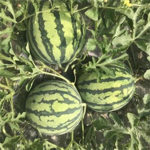 黑籽麒麟瓜可以吃吗,美味可口的健康佳品