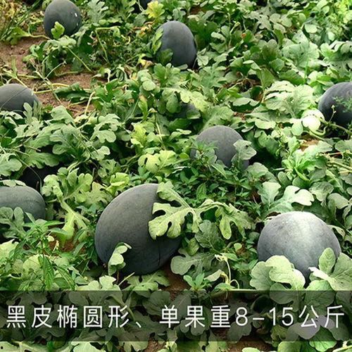 黑籽麒麟瓜可以吃吗,美味可口的健康佳品