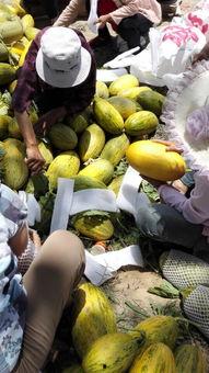 海南哈密瓜产地今日行情,甜蜜价格波动，品质瓜果受青睐