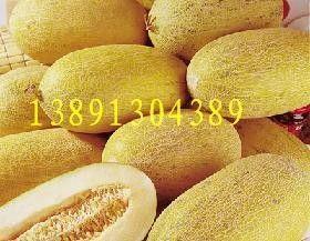 海南哈密瓜产地今日行情,甜蜜价格波动，品质瓜果受青睐