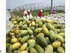 海南哈密瓜产地今日行情,甜蜜价格波动，品质瓜果受青睐