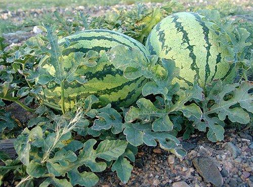 嘉兴硒砂瓜今日行情