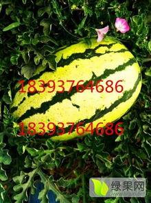 嘉兴硒砂瓜今日行情