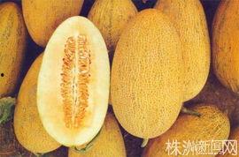 哈密瓜岛今日新闻,热带风情岛今日热点盘点