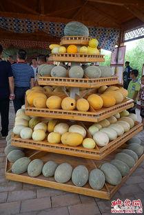 今日哈密哈密瓜价格,品质瓜果受热捧，市场供需两旺”