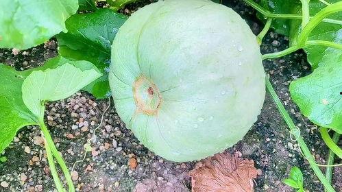 今日吃瓜聚集地,热点事件背后的真相与笑料