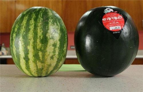 黑瓜网红吃料反差,吃料反差背后的真实人生