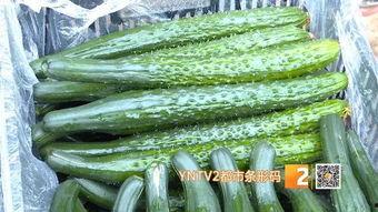 今日通海小瓜价格多少,市场行情一览