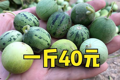 今日通海小瓜价格多少,市场行情一览