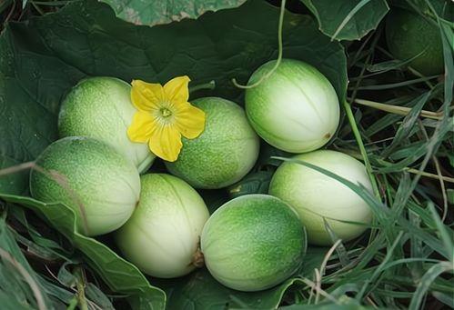 今日通海小瓜价格多少,市场行情一览