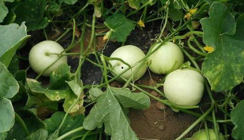 门主吃瓜爆料抖音网红,揭秘抖音网红背后的故事