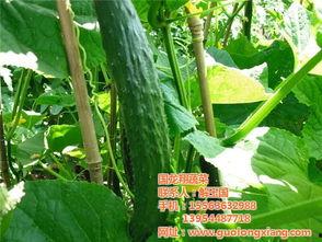 云南建水小瓜今日行情,丰收喜人，价格稳中有升