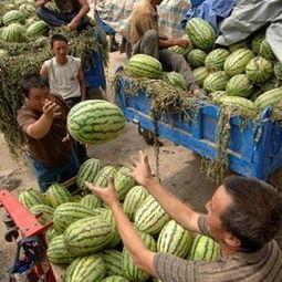 今日嘉兴市场瓜行情,新鲜瓜品抢眼登场