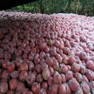 今日蒲瓜批发价,市场行情波动，价格涨跌不一