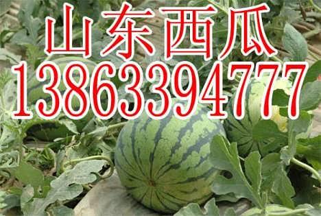 今日蒲瓜批发价,市场行情波动，价格涨跌不一