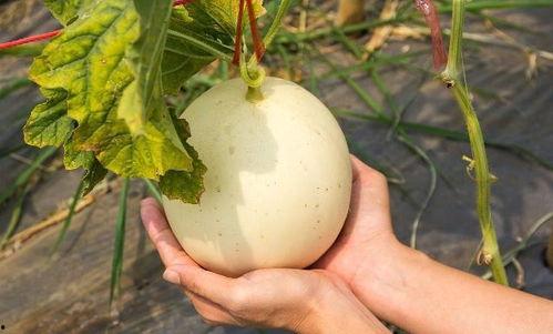 71热门今日吃瓜,揭秘娱乐圈最新热点事件