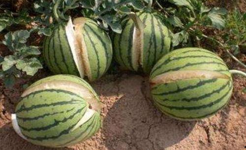 红料社吃瓜爆料是真的吗,真相揭秘，是真是假？