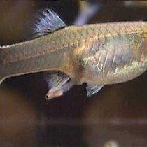 吃瓜被小鱼拉黑,一场网络社交的微妙较量