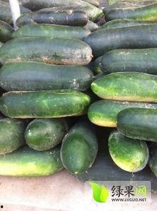 今日苏瓜价格行情,今日市场动态一览”