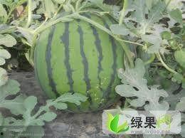 今日苏瓜价格行情,今日市场动态一览”