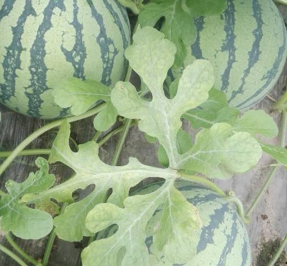 今日苏瓜价格行情,今日市场动态一览”