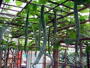 蛇瓜价格今日价格行情,波动分析及市场趋势洞察