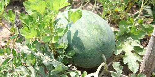 东营热门瓜,探寻东营热门瓜类的魅力