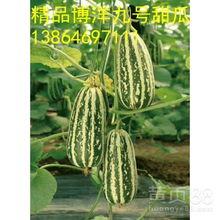 建水洋瓜今日价格行情,价格波动解析与市场动态