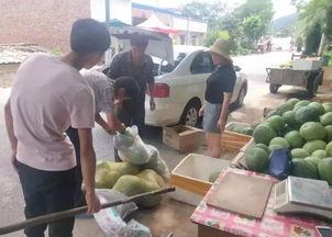 陶城镇小白瓜今日价格,新鲜上市，品质保证！”