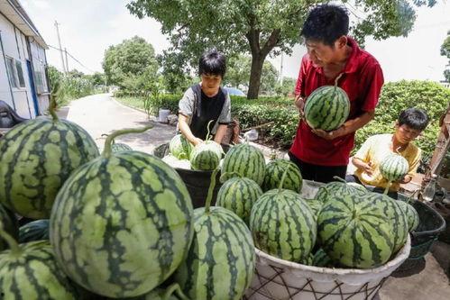 陶城镇小白瓜今日价格,新鲜上市，品质保证！”