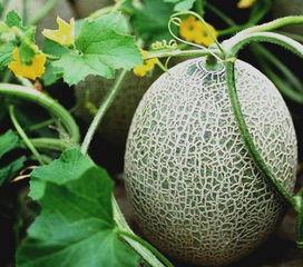 今日水果价格 哈密瓜,市民购买更实惠